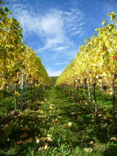 Ferienweingut Kreuz-Bauer in Minheim an der Mosel