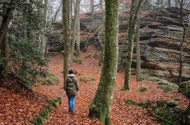 Urwald Sababurg