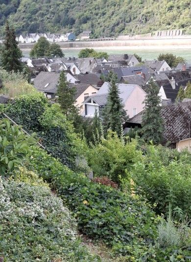 Ferienwohnung Rheinblick 1