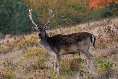 Wildpark Betzenberg
