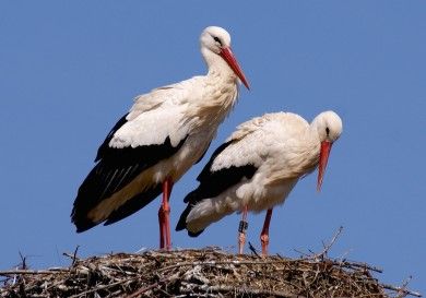 Naturerlebnispfad Im Land von Milan, Storch & Co.