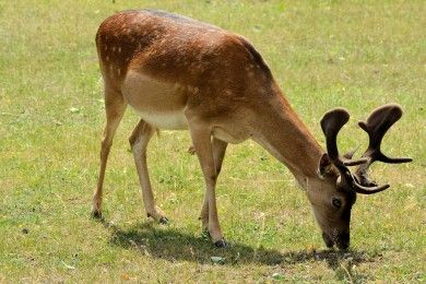 Wildpark Gonsenheim