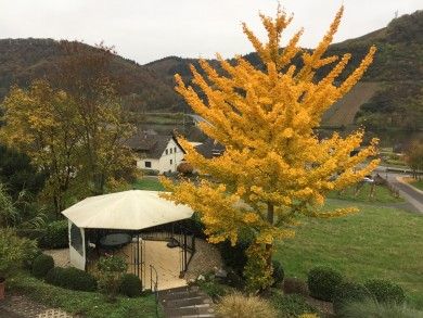 Haus Moselblick Antonia Scholtes