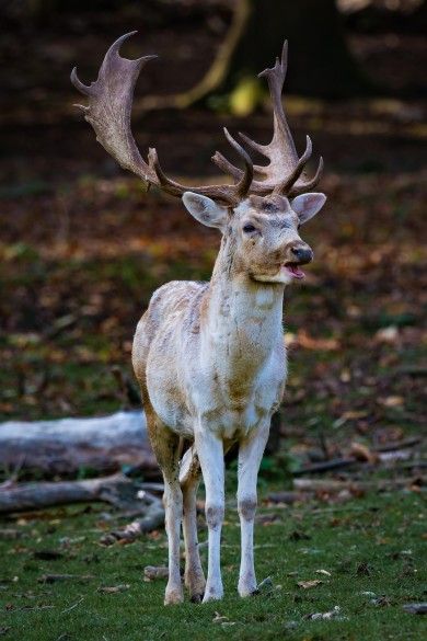 Wildfreigehege Locherholz - Damwild