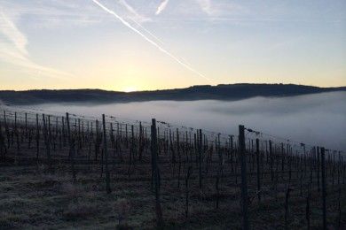 Weingut-Ferienwohnung Willems