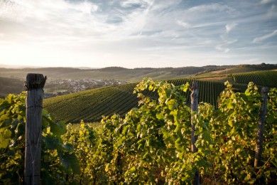 Weingut-Ferienwohnung Willems