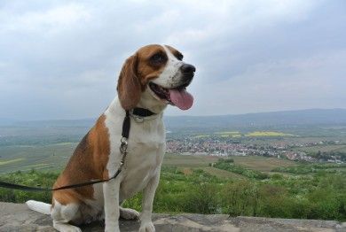 FamilienWeingut Feser mit Vinothek, ****Ferienwohnungen & Erlebnis