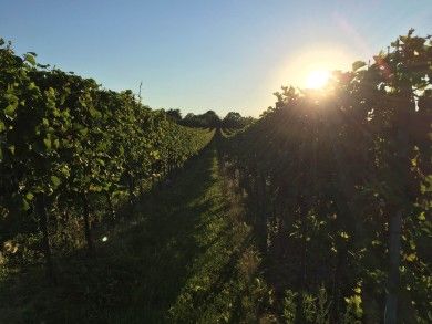 FamilienWeingut Feser mit Vinothek, ****Ferienwohnungen & Erlebnis
