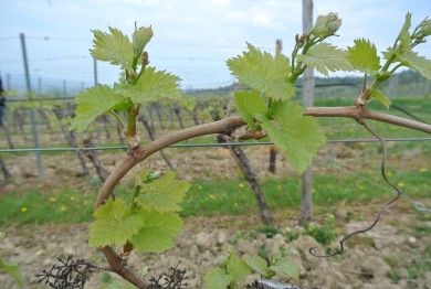 FamilienWeingut Feser mit Vinothek, ****Ferienwohnungen & Erlebnis