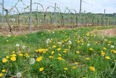 FamilienWeingut Feser mit Vinothek, ****Ferienwohnungen & Erlebnis