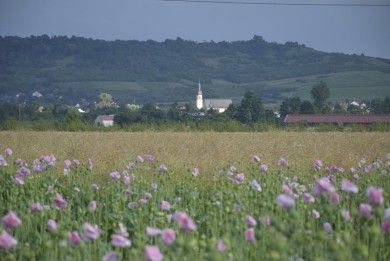 FamilienWeingut Feser mit Vinothek, ****Ferienwohnungen & Erlebnis