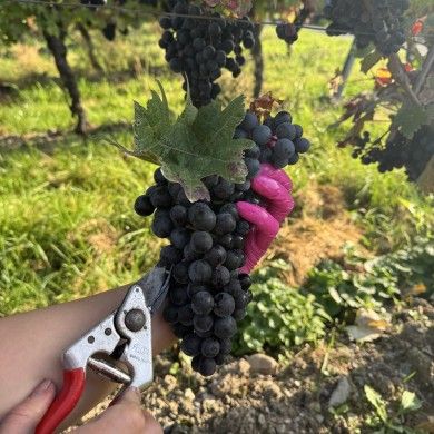 Weingut Tiliahof 