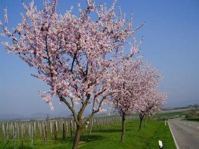 Weingut und Gästehaus Frank Bohlender