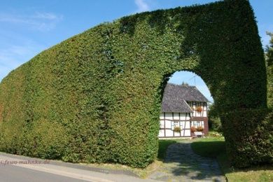 Ferienwohnung Zur Buche - Familie Mahnke