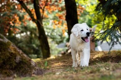 Urlaub mit dem Hund.jpg
