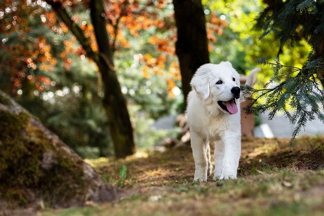 Urlaub mit dem Hund.jpg