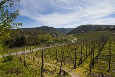 Ahrtal Weinberge