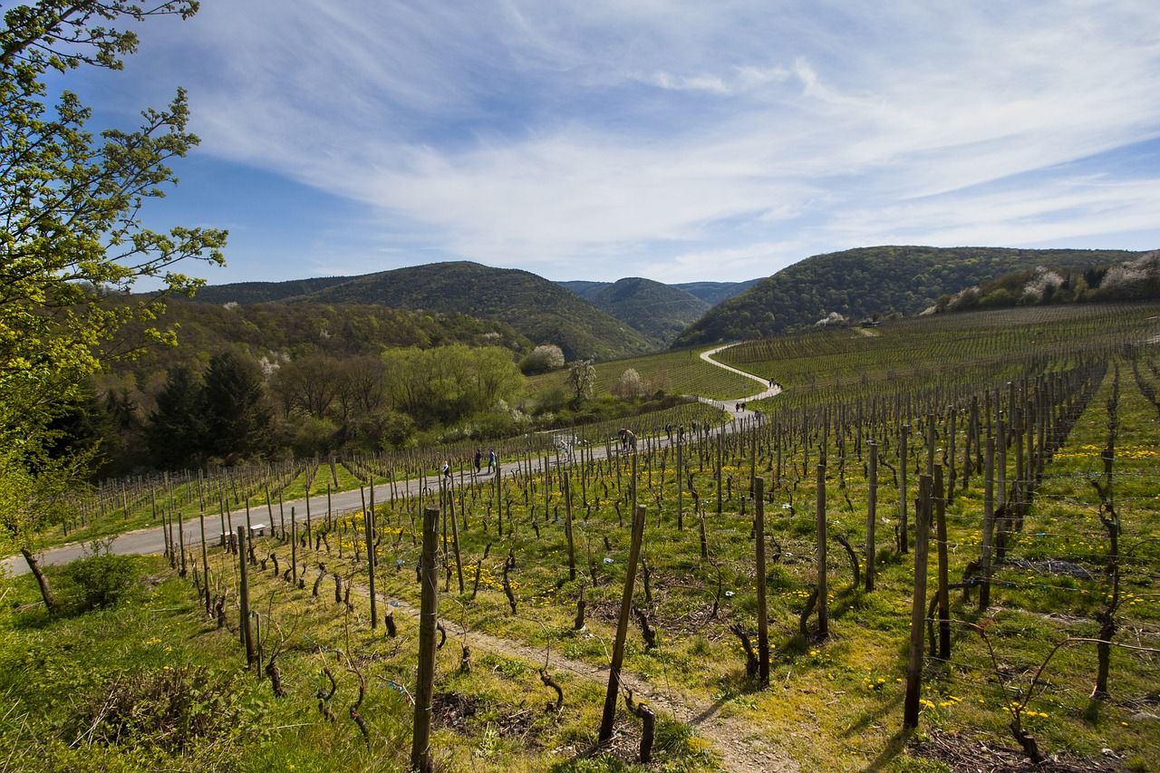 Ahrtal Weinberge.jpg