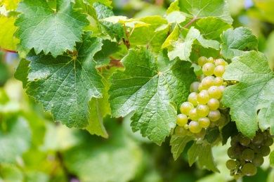 riesling-1567409_1280.jpg