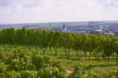 10977-weinberge-bei-westhofen.jpg