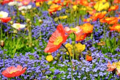 poppy-1346086_1280 (1).jpg