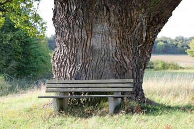 oak-2332858_1280.jpg