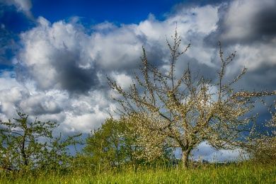 orchard-4274468_1280.jpg