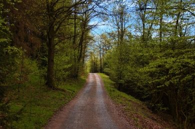 forest-5109934_1280.jpg