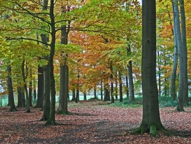 beech-forest-2914042_1280.jpg