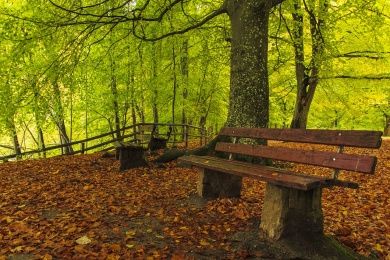 forest-path-2825129_1280.jpg