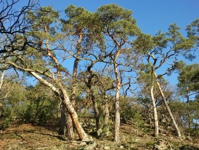 forest-g70151422b_1280.jpg