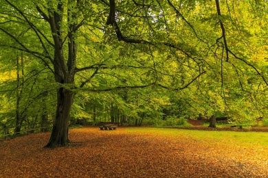 forest-path-g78965cc9b_1280.jpg