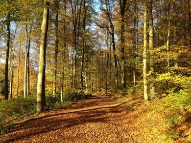 autumn-gc150c3612_1280.jpg