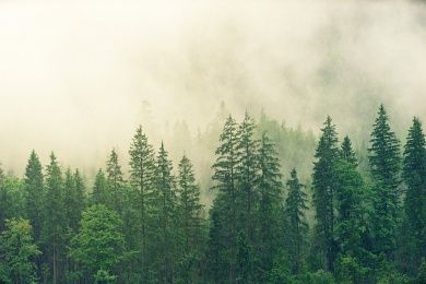 forest-gd4a644fe2_1280.jpg