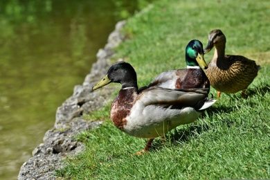 mallard-g5c37e1522_1280.jpg