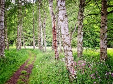 birch-trees-g4d63db355_1280.jpg