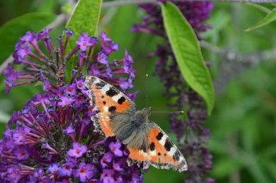 butterfly-g0a3970ca0_1280.jpg
