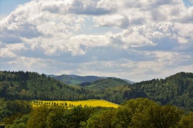 forest-g0de3a0d58_1280.jpg