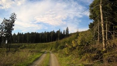 dirt-road-3442651_1280.jpg