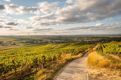 Der Selztal-Radweg bei Gau-Odernheim.jpg