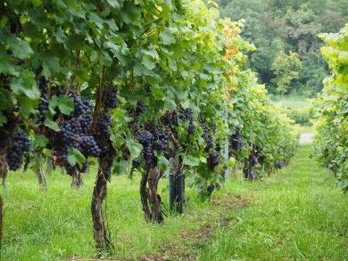 vineyard-694197_1280.jpg