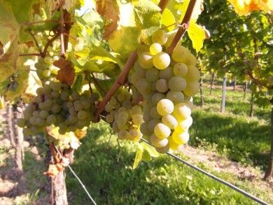 grapes-259862_1280.jpg