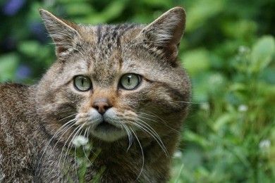 wildcat-1382177_1280.jpg
