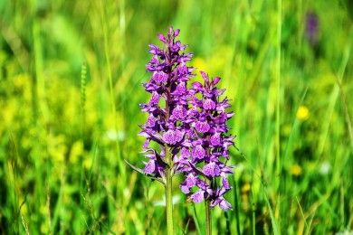 flower-3421864_1280.jpg