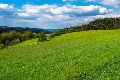 meadow-4212619_1280.jpg