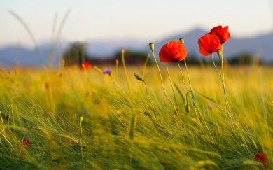 poppies-6480490_1280.jpg