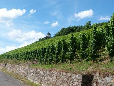 vineyard-2776073_1280.jpg