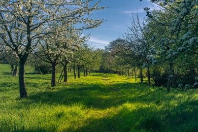 spring-4158957_1280.jpg