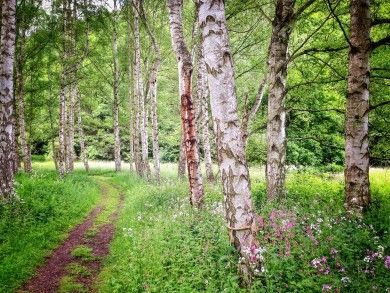 birch-trees-728008_1280.jpg