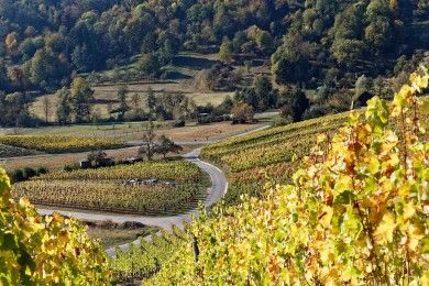 wine-town-5991694_1280.jpg